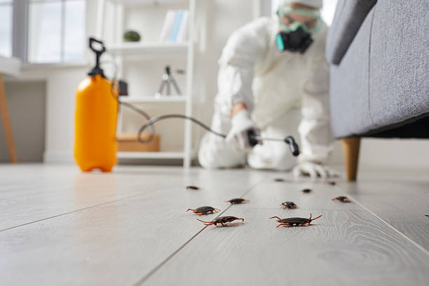 Commercial Rodent Management in Foreman